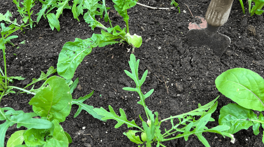 Growing lettuce garden