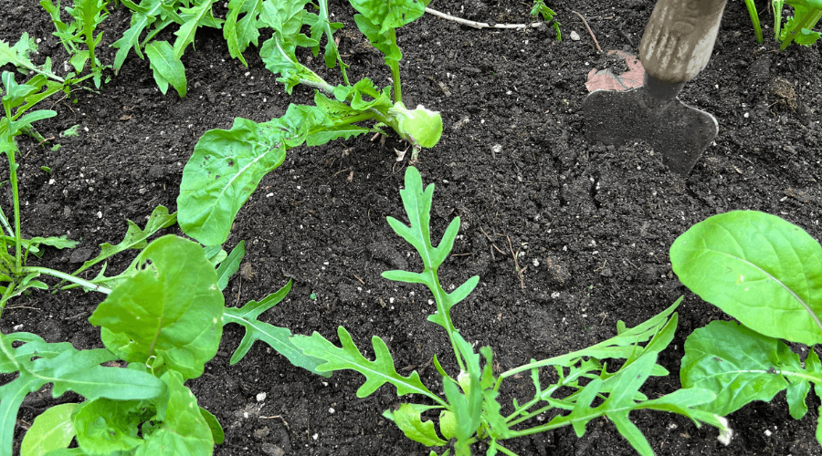 Planting lettuce in the garden