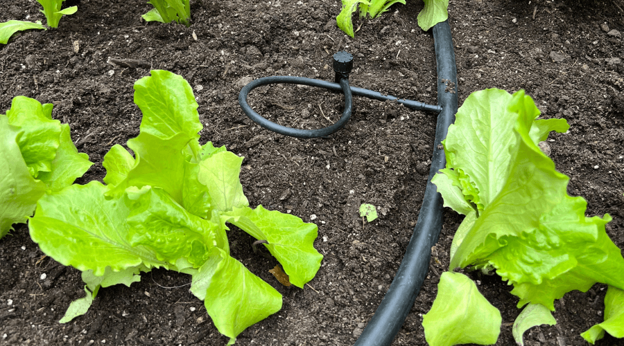 Drip irrigation system in a lettuce garden bed