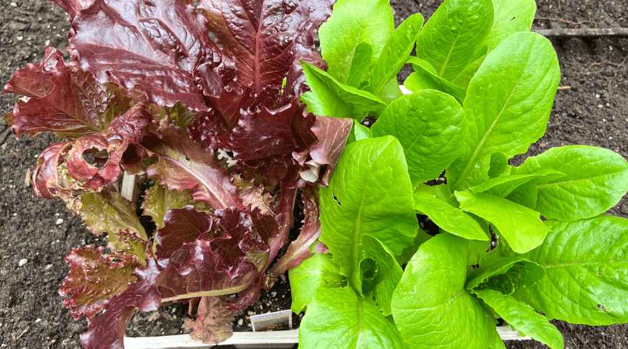 Two different lettuce varieties