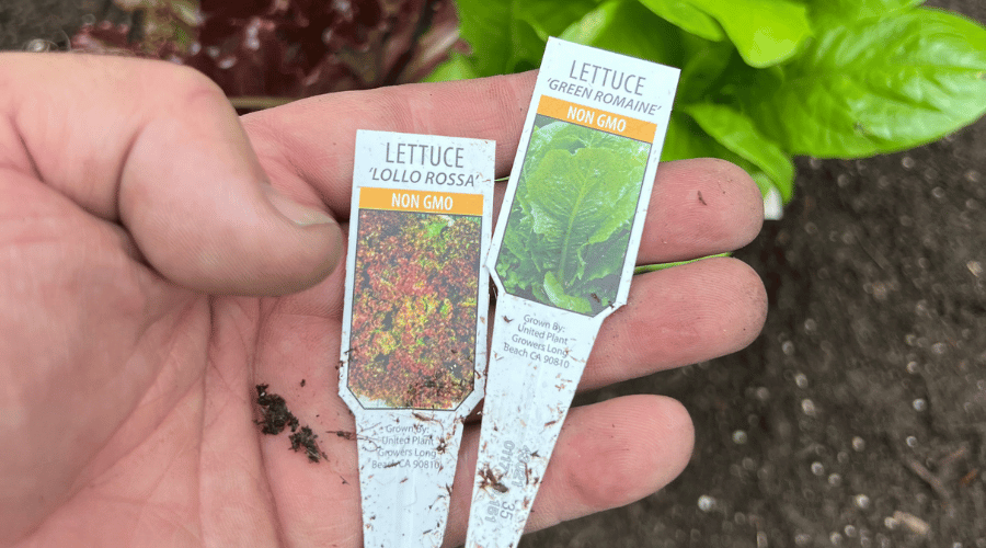 Plant tags in hand