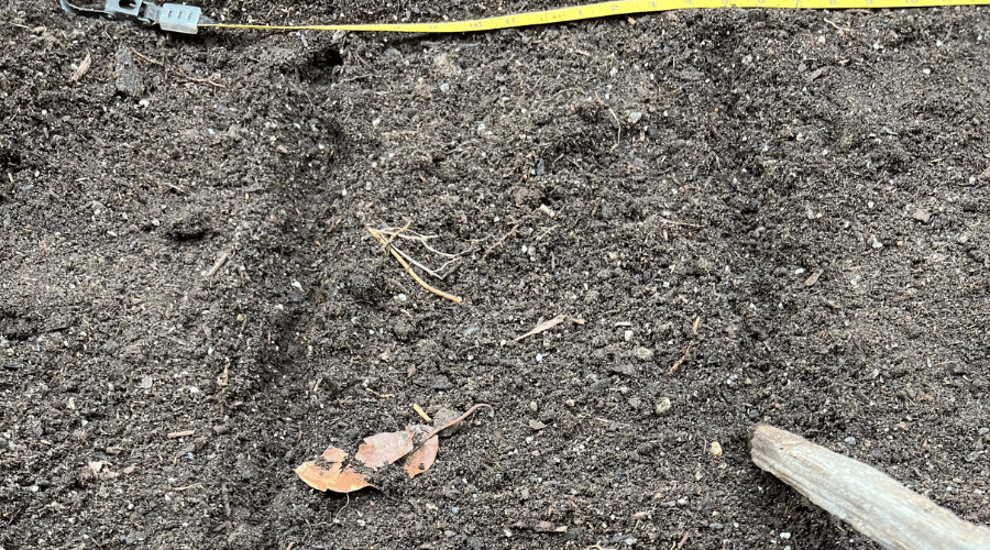 Furrows in a raised bed with a measuring tape next to them