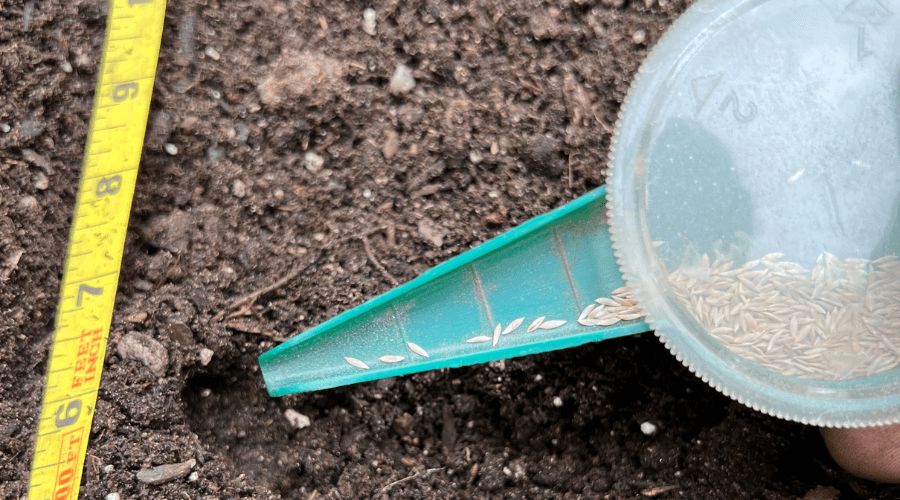 Handheld seeder with lettuce seeds inside