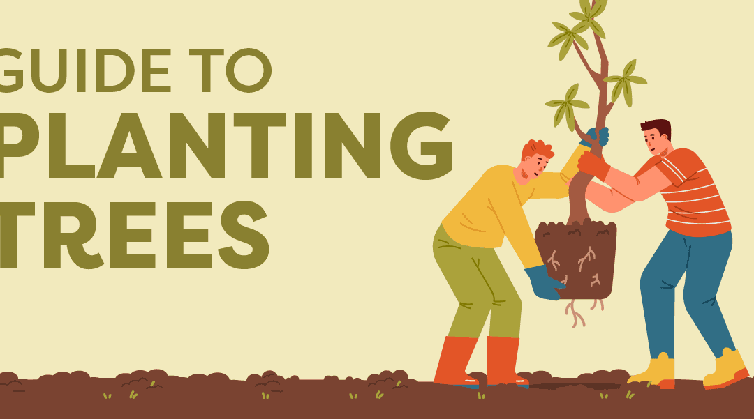 How to Plant a Tree: a Gardener’s Guide