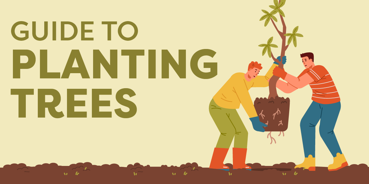 A Guide to Planting Trees Graphic