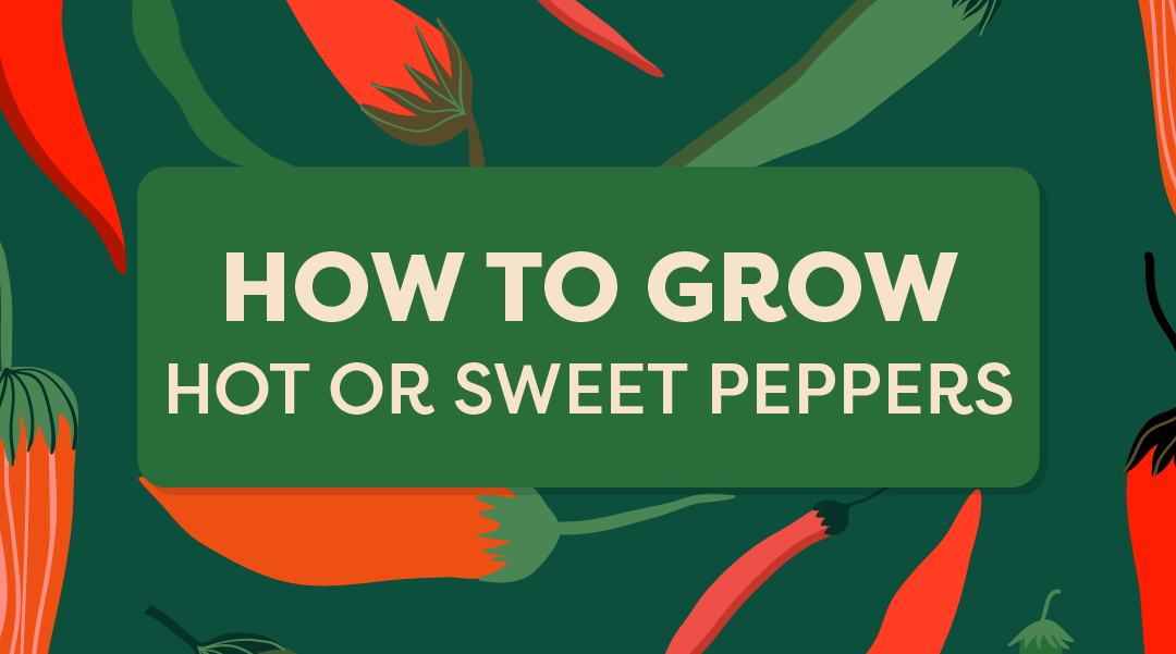 How to Grow Hot or Sweet Peppers