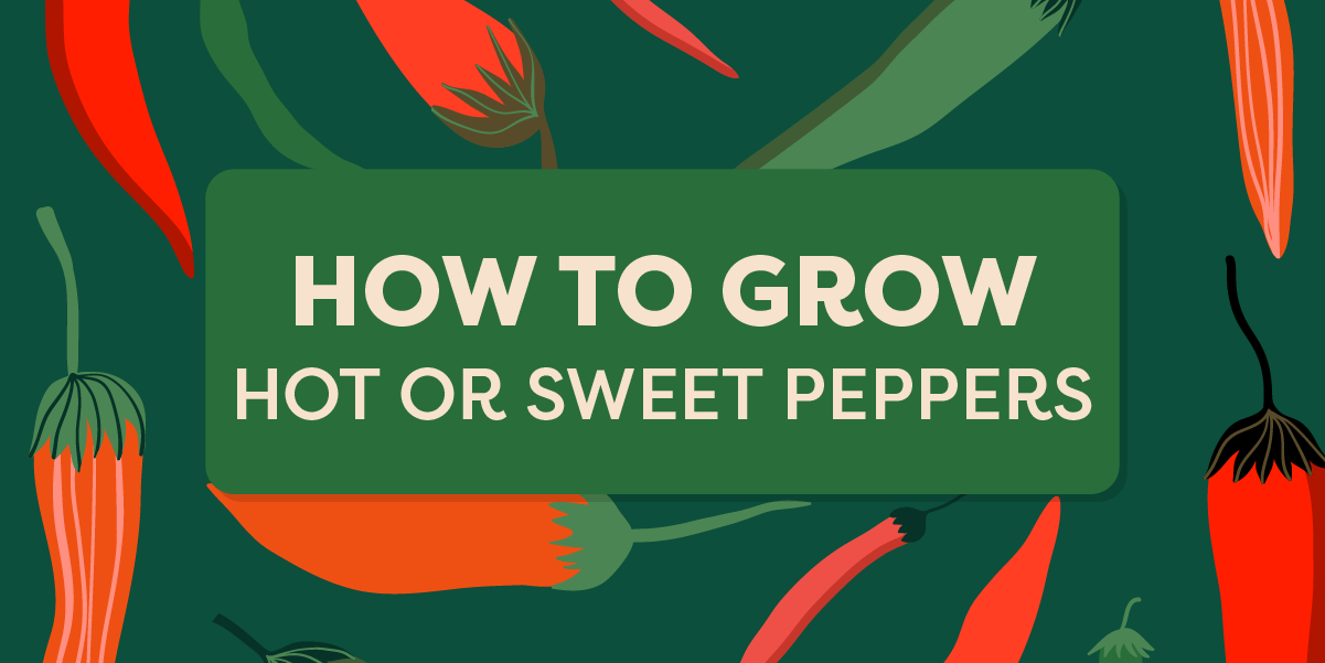 How to Grow Hot or Sweet Peppers Graphic