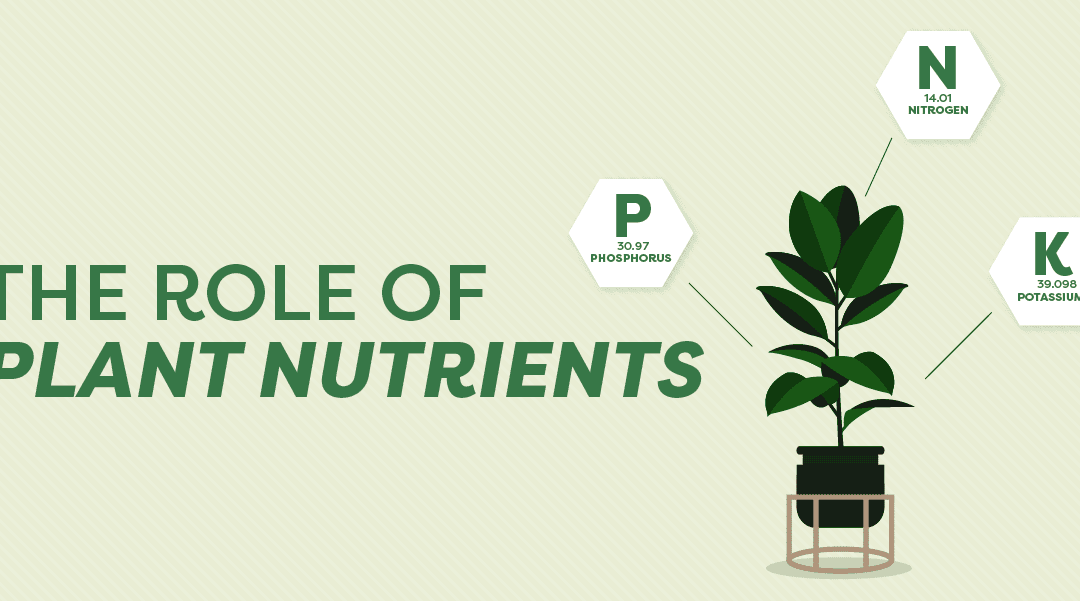 Understanding Plant Nutrients: What They Do & How to Apply Them