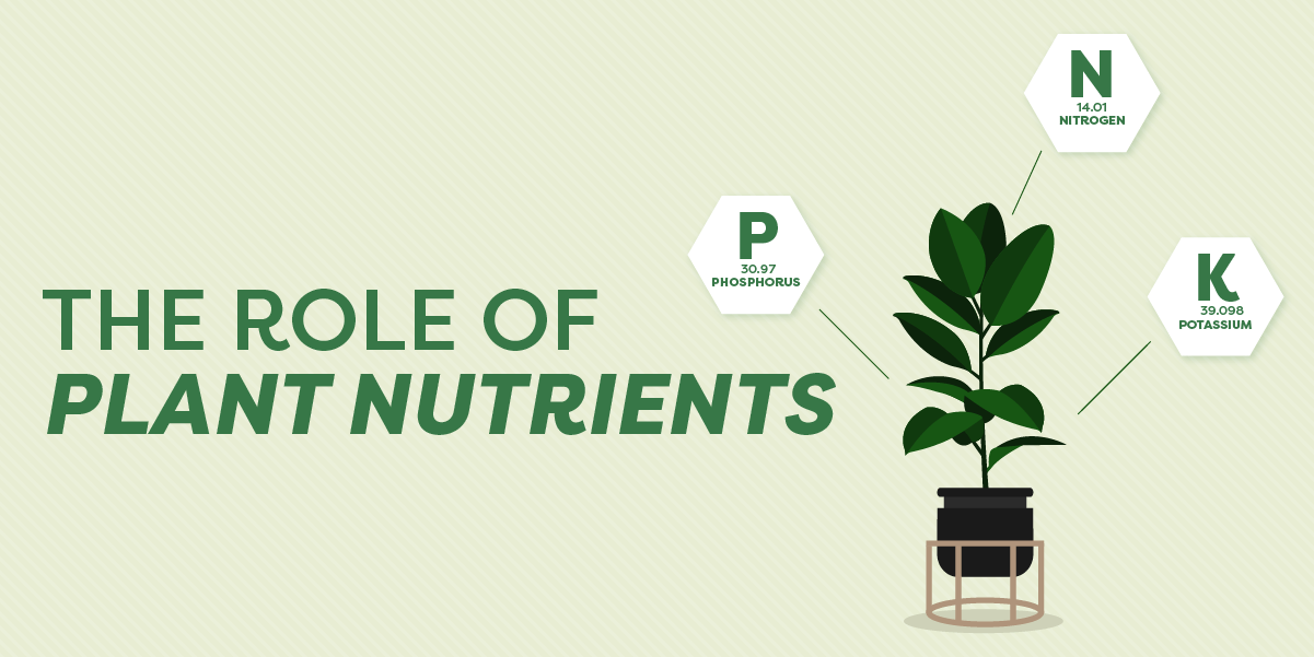 The Role of Plant Nutrients Blog Graphic