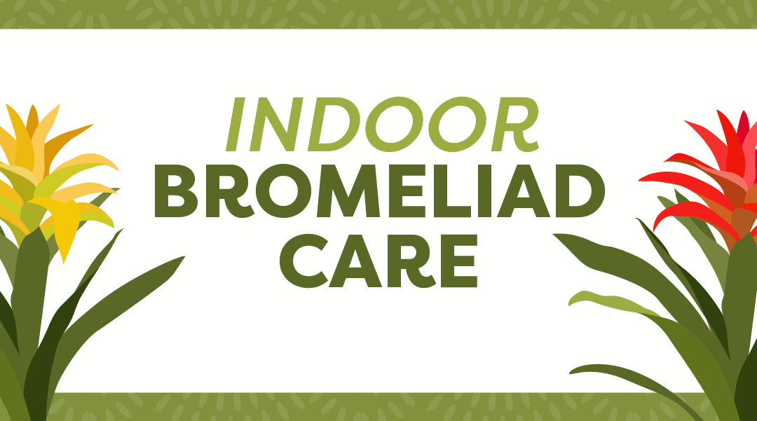 Indoor Bromeliad Care: Growing Great Blooms