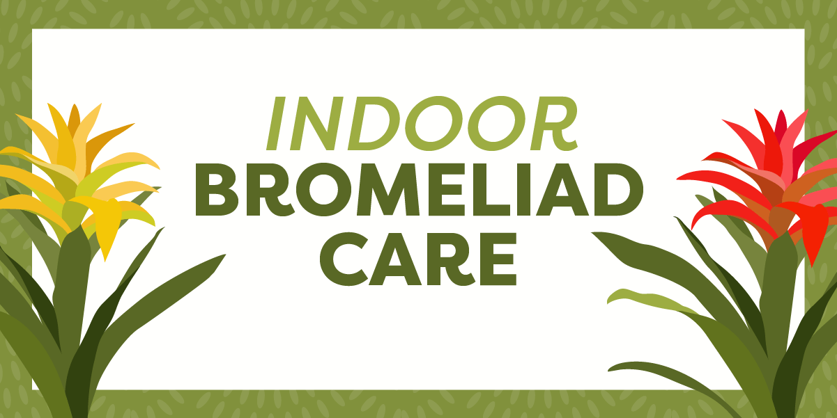 Indoor Bromeliad Care Blog graphic