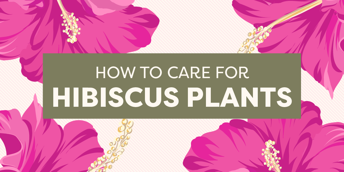 How To Care For Hibiscus Plants graphic