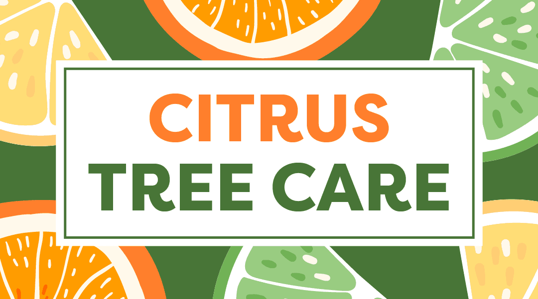 Citrus Tree Care in Southern California