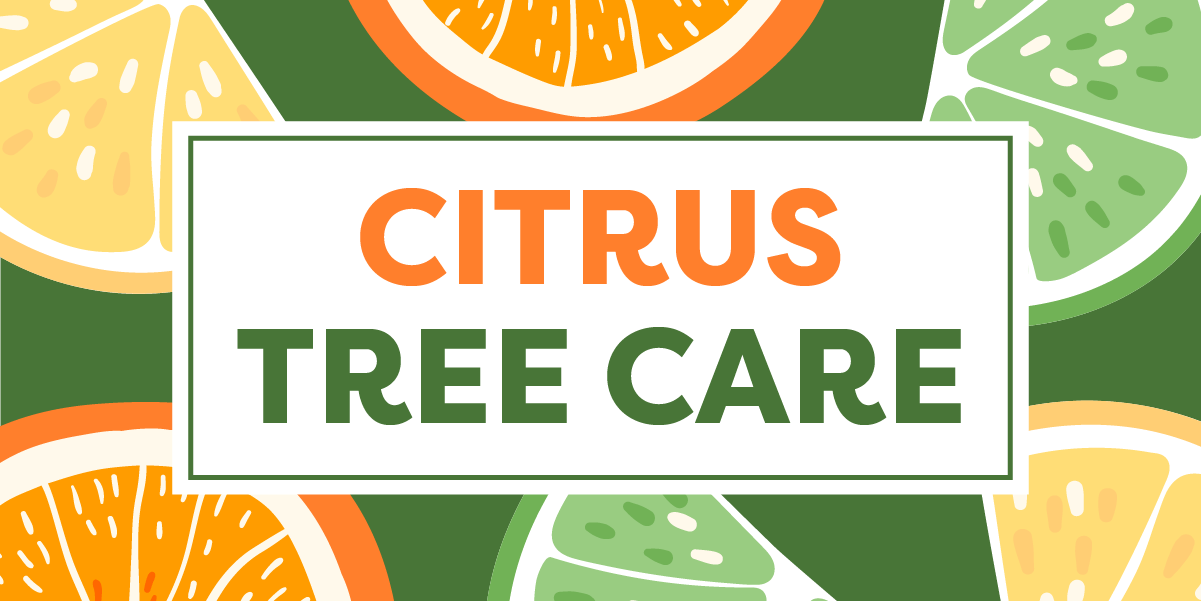 Citrus Tree Care graphic