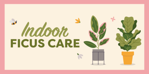 Indoor Ficus Care: Common Varieties - Anawalt Lumber Blog