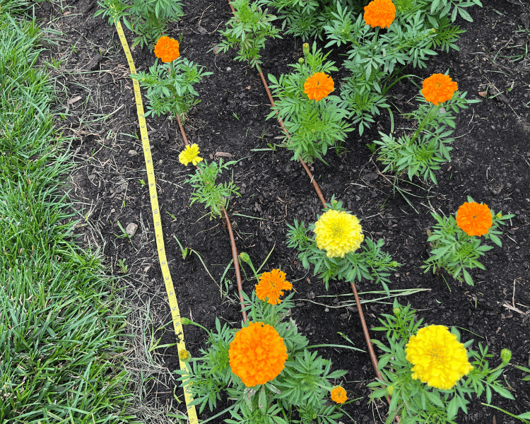 Measuring tape along the side of flowers with drip irrigation tubing