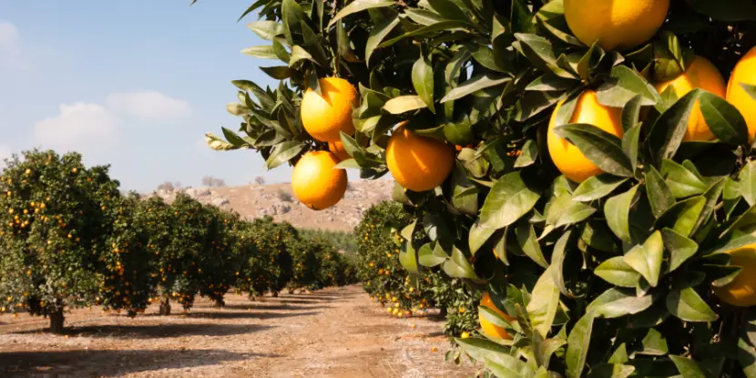A commercial citrus farm