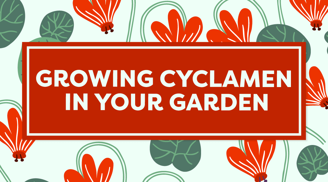 How to Grow Cyclamen in Your Garden