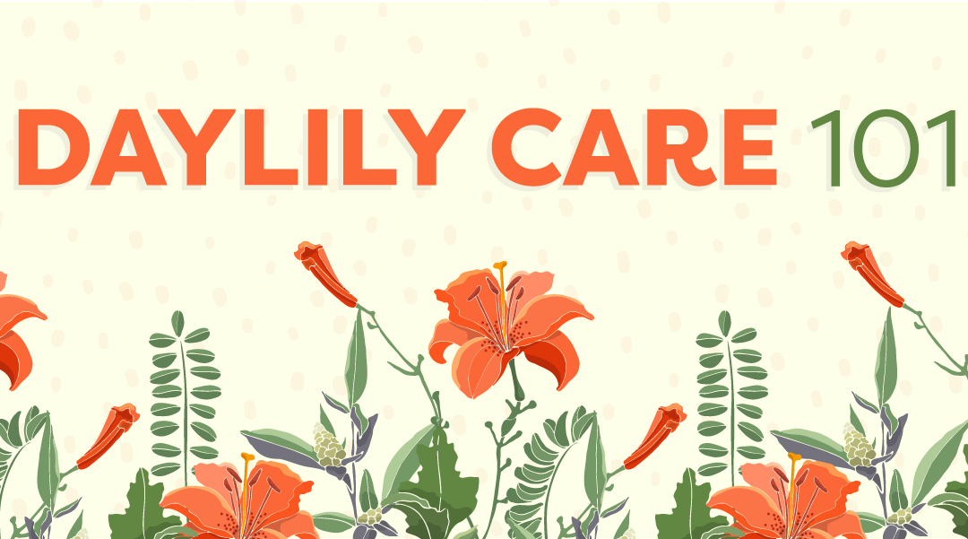 Daylily Care for Beginners