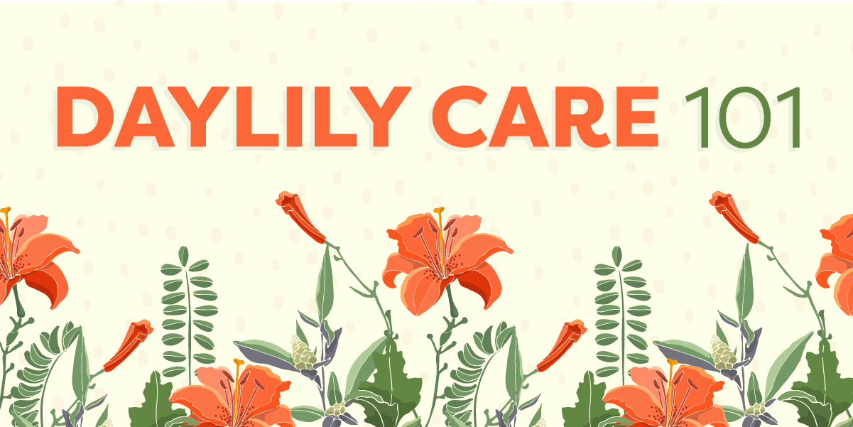 Daylily Care 101 Blog graphic