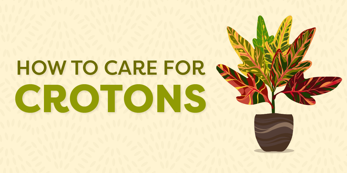 How to care for Crotons blog graphic