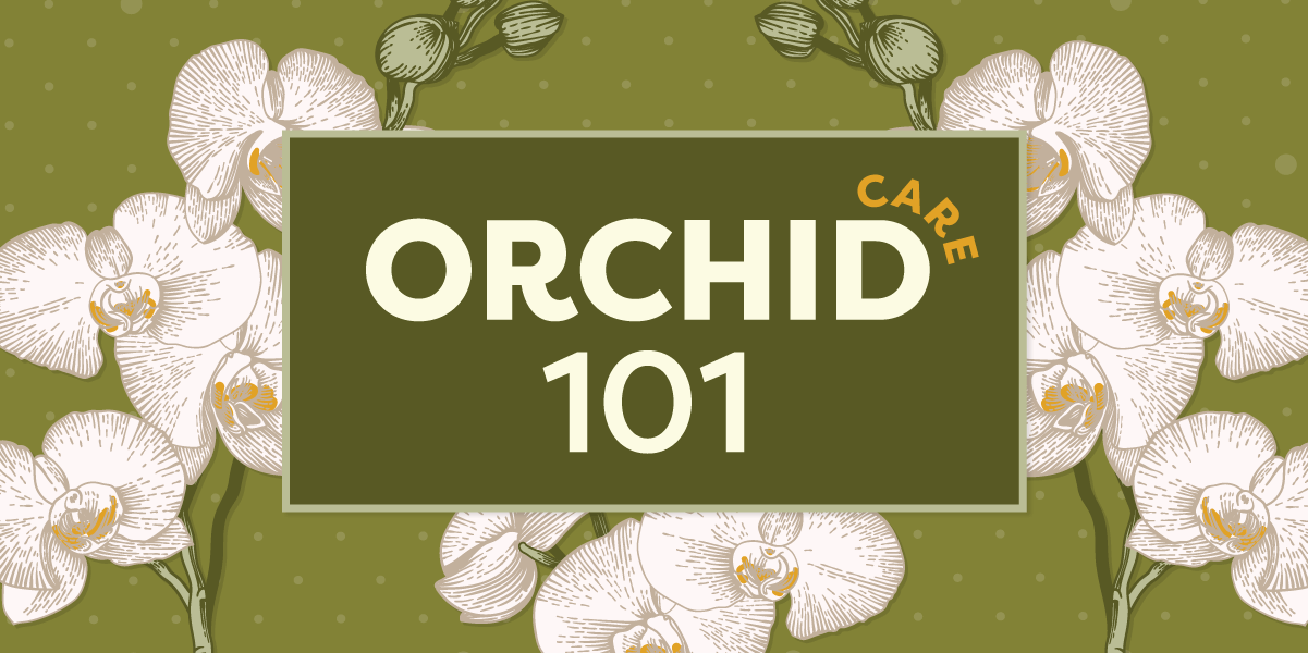 Orchid Care 101