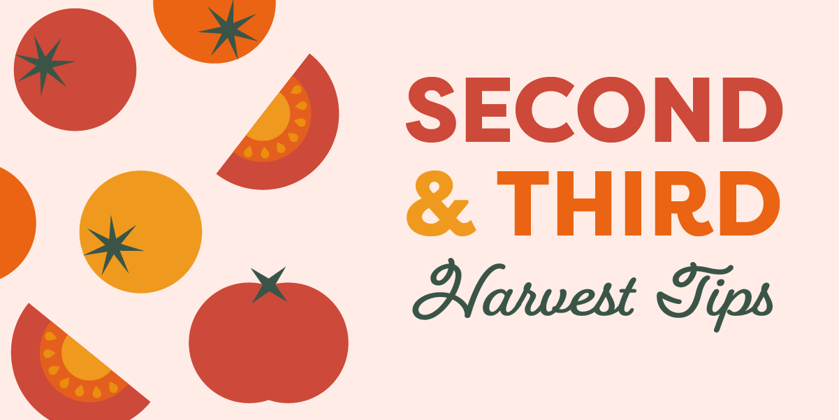 Second & Third Harvest Tips blog graphic