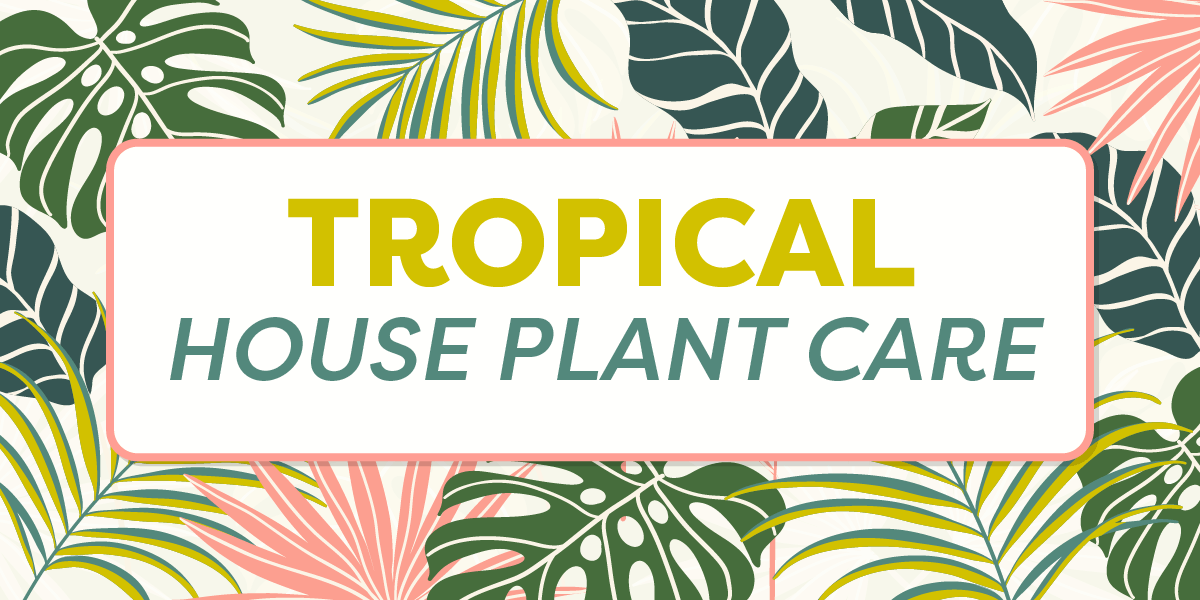 Tropical house plant care blog graphic