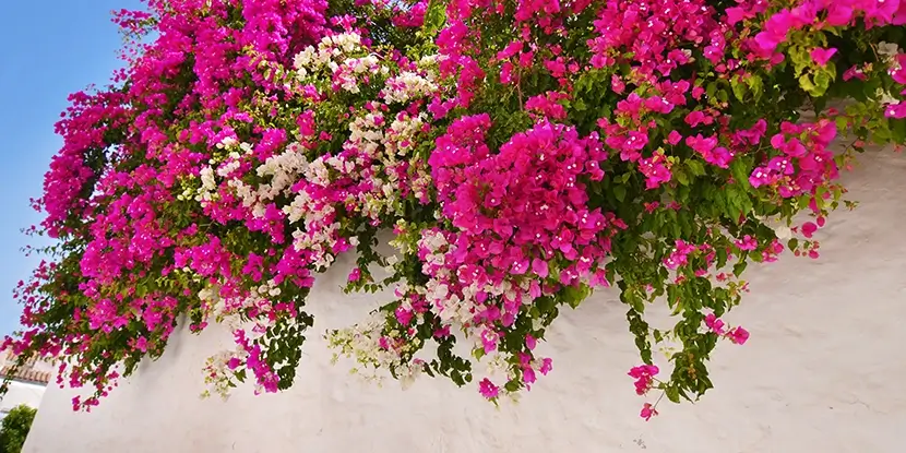 Bougainvillea on a wall