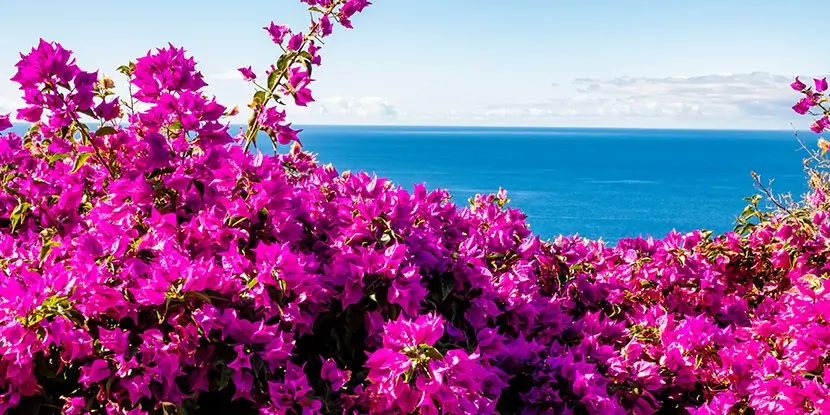 Bougainvillea overlooking the ocean