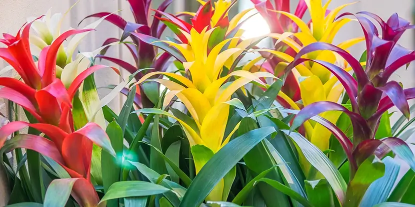 Indoor bromeliads