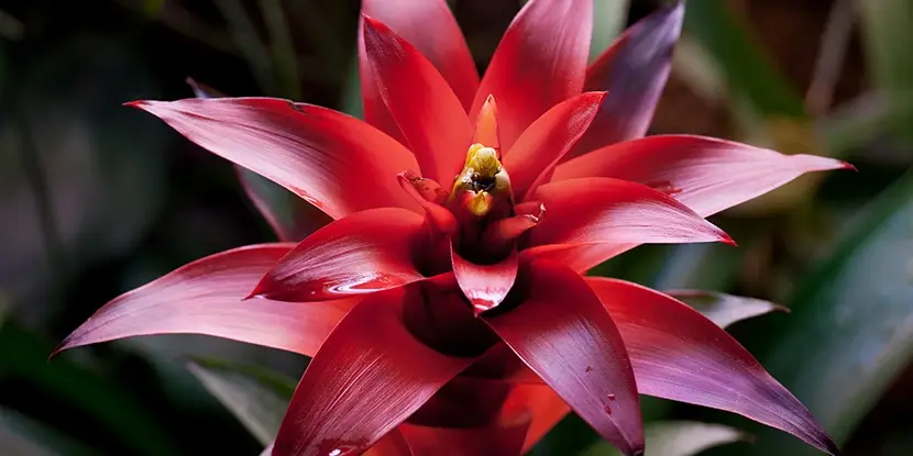 Indoor Bromeliad