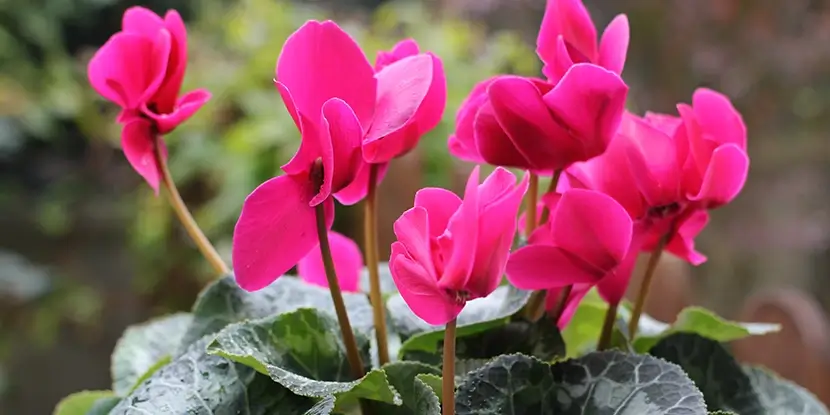 Hot Pink Cyclamen