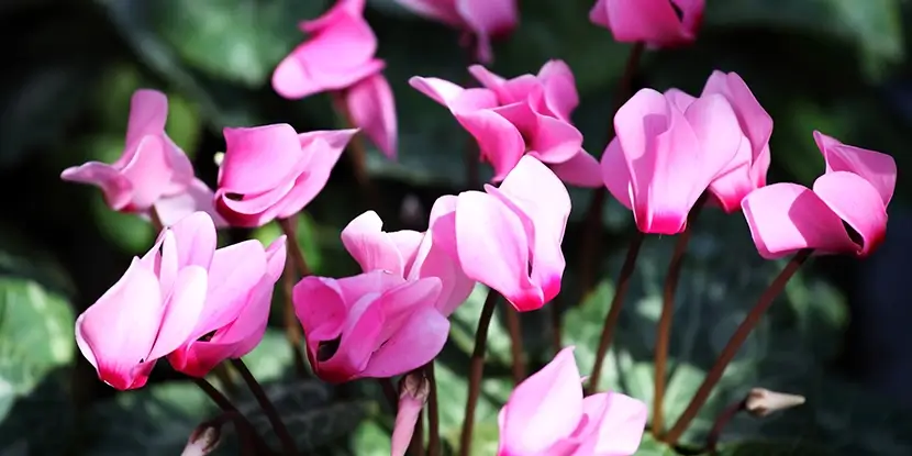 Fuchsia Cyclamen