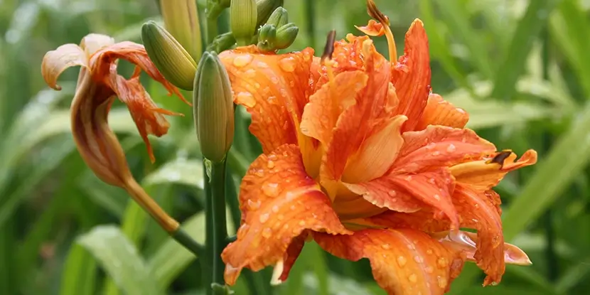 Orange daylily bloom