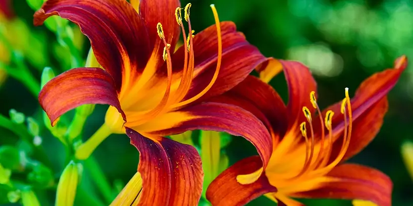 Red and orange daylily flowers.