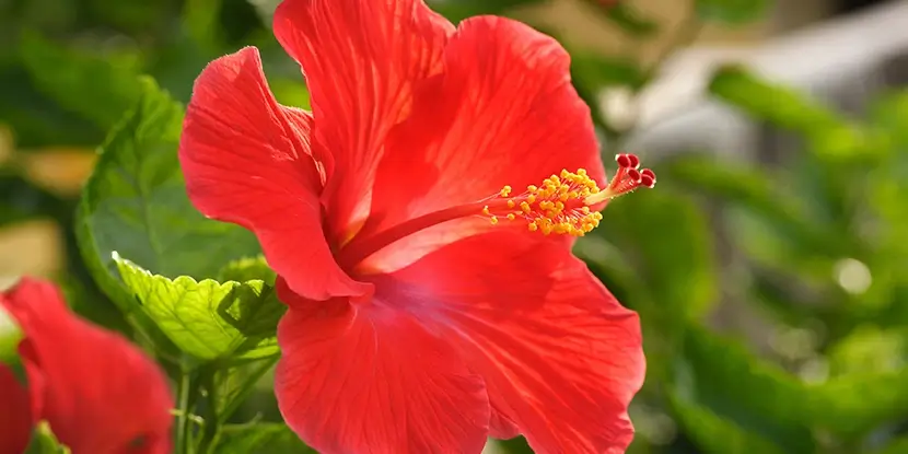 Red hibiscus flower