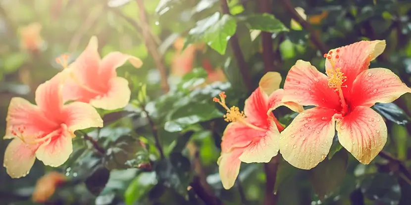 Multi-colored hibiscus flowers