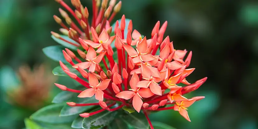 Ixora Blooms