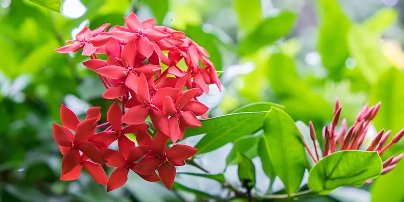 Ixora Blooms and Buds