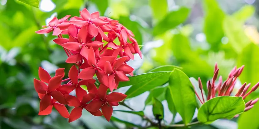 Red ixora blooms and buds