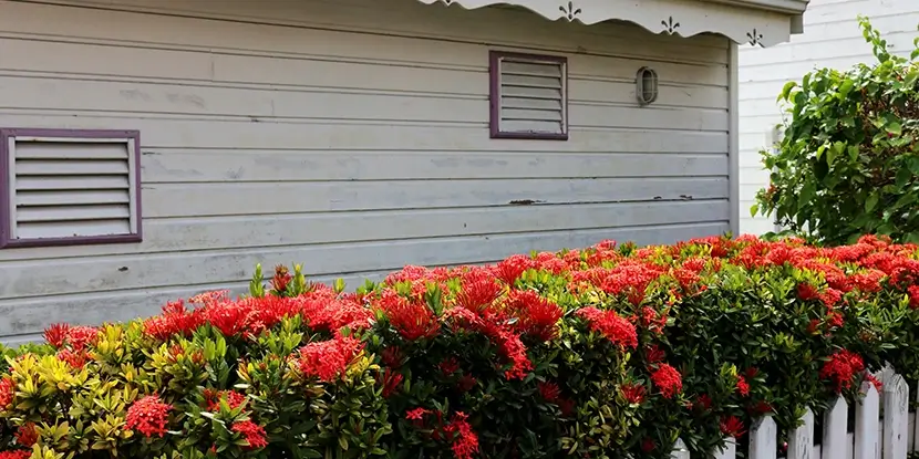 An ixora hedge lining the fence of a house