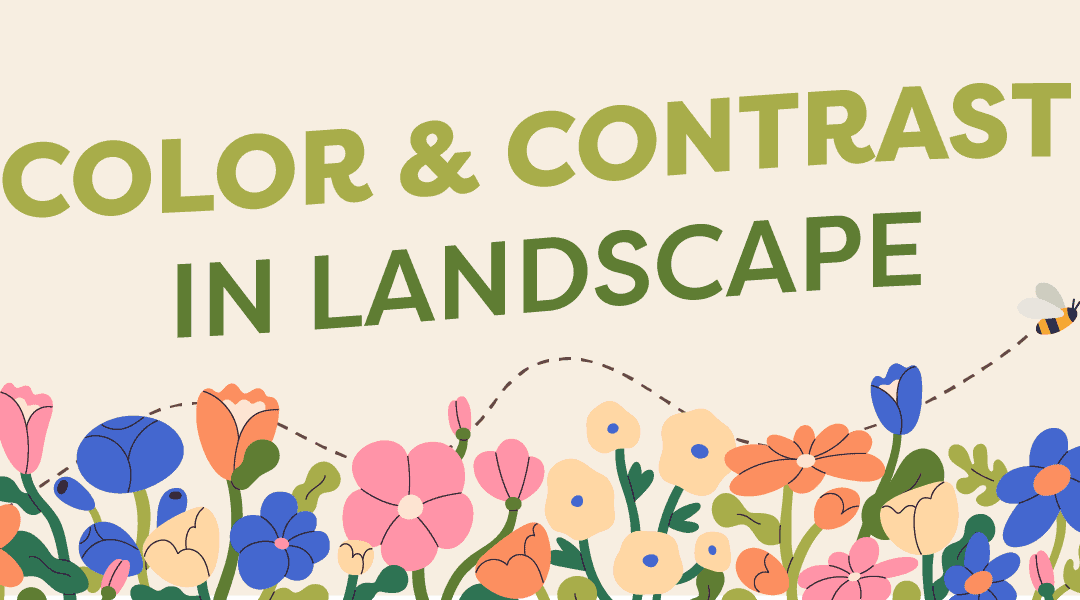 Creating Visual Harmony: The Art of Color & Contrast in Landscaping