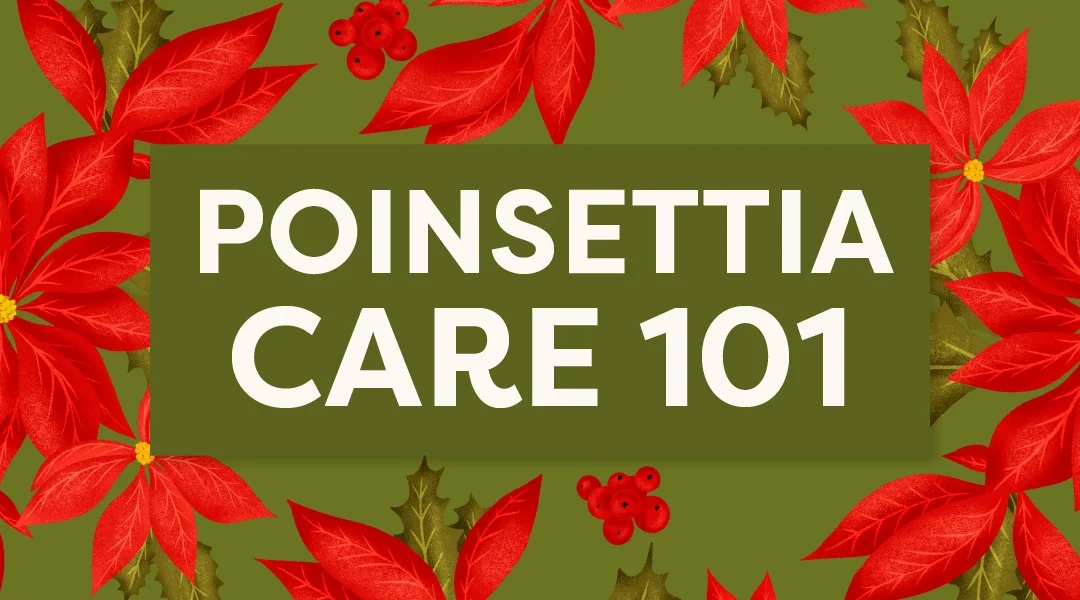 Year-Round Poinsettia Care 101