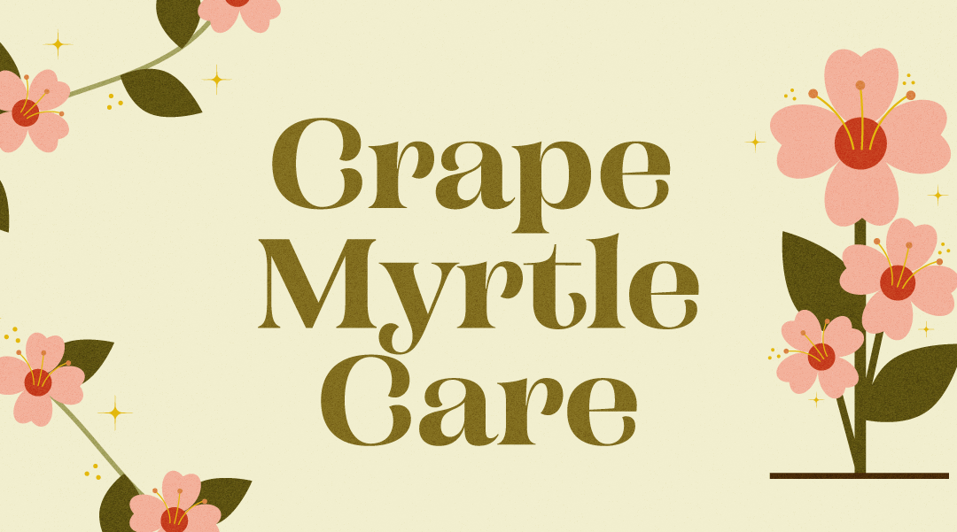 Crape Myrtle Care: Blossoms, Bark & Brilliant Tips