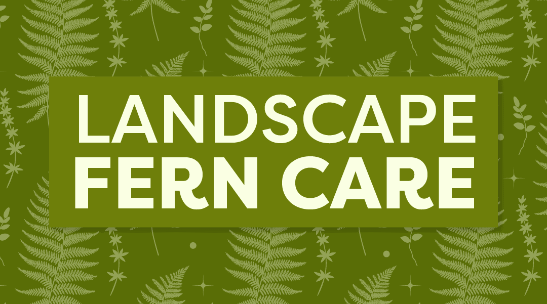 Outdoor Fern Care 101: Expert Tips for Lush Ferns in Your Landscape