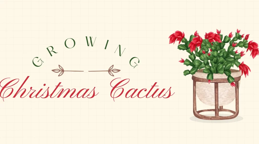 Growing Christmas Cactus for Brilliant Blooms: A Master Gardener’s Guide
