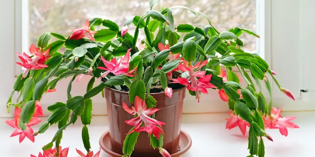 A potted, flowering Christmas cactus on a window sill