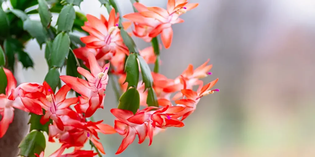 Closeup of the brilliant blooms of a Christmas cactus