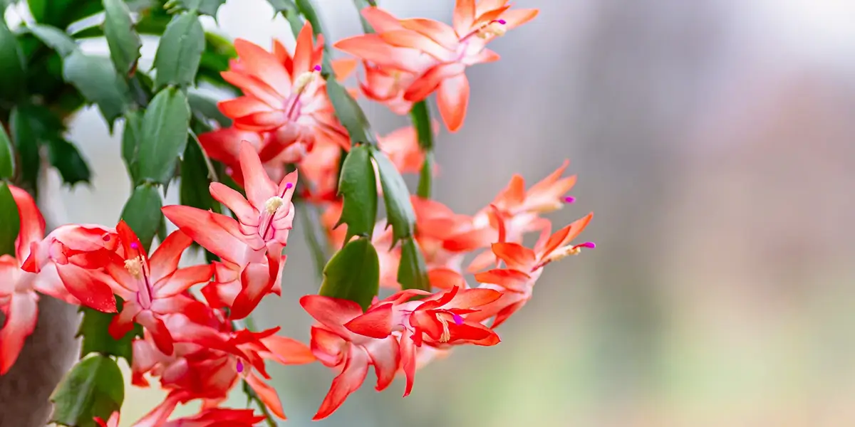 A Christmas cactus with red flowers hanging from a branch.
